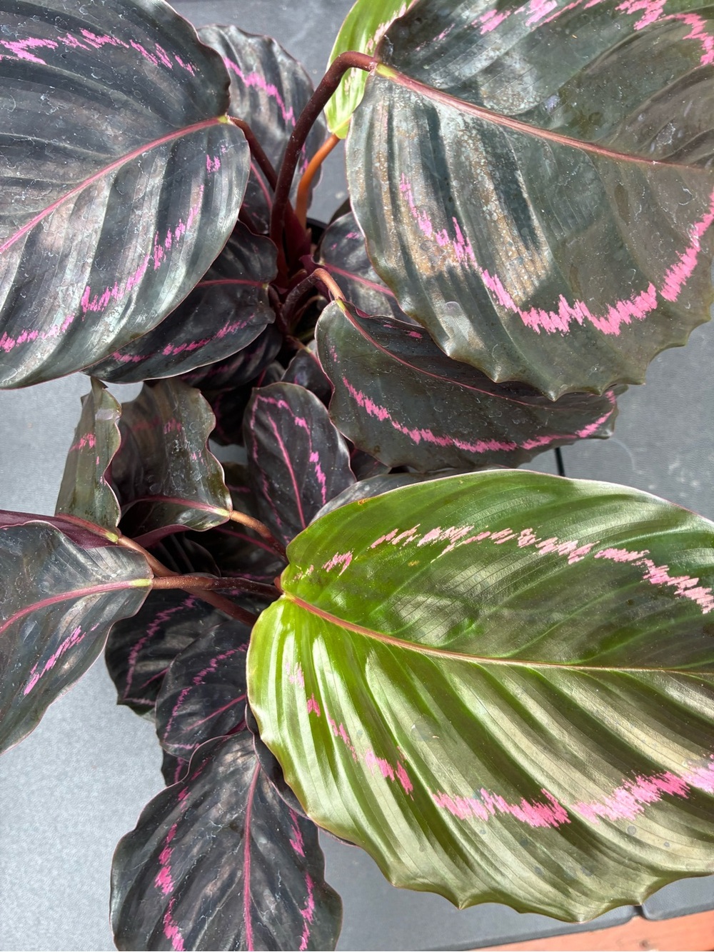 Pink-Striped Calathea Dottie - Green and Deep Purple Foliage